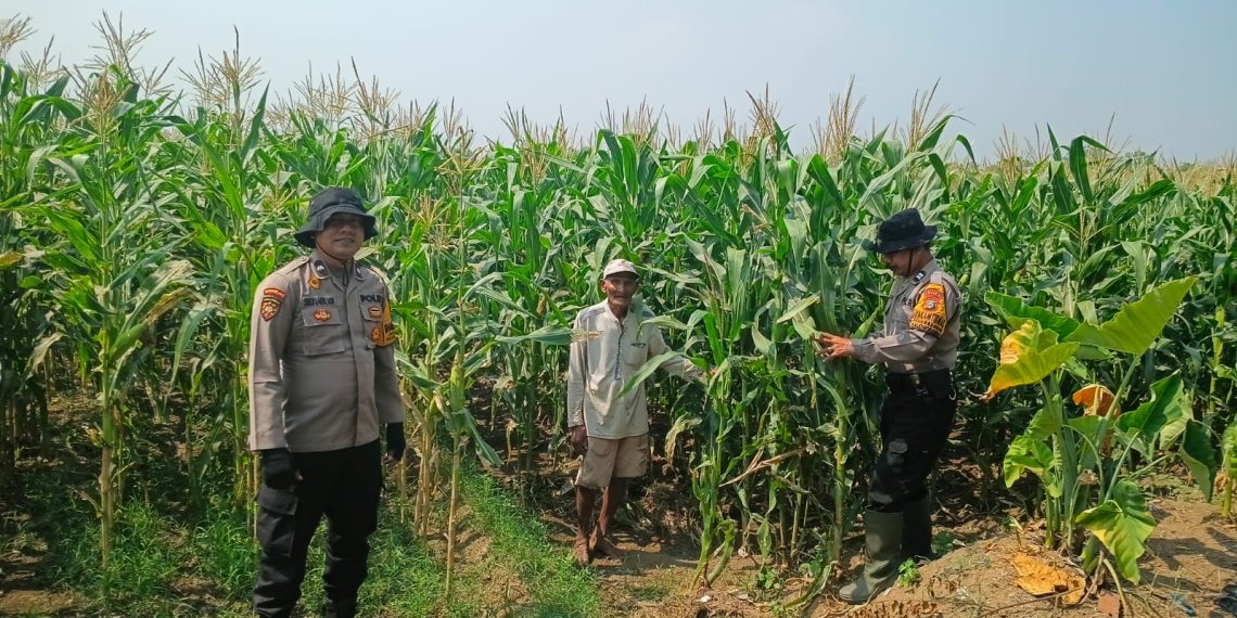 Dukung Swasembada Pangan, Anggota Polsek Balongbendo Tinjau Tanaman Jagung Hibrida di Desa Singkalan