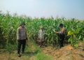 Dukung Swasembada Pangan, Anggota Polsek Balongbendo Tinjau Tanaman Jagung Hibrida di Desa Singkalan