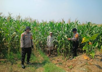 Dukung Swasembada Pangan, Anggota Polsek Balongbendo Tinjau Tanaman Jagung Hibrida di Desa Singkalan