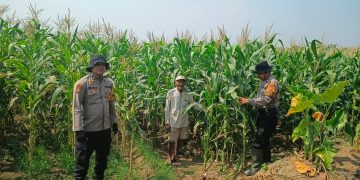 Dukung Swasembada Pangan, Anggota Polsek Balongbendo Tinjau Tanaman Jagung Hibrida di Desa Singkalan