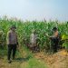 Dukung Swasembada Pangan, Anggota Polsek Balongbendo Tinjau Tanaman Jagung Hibrida di Desa Singkalan