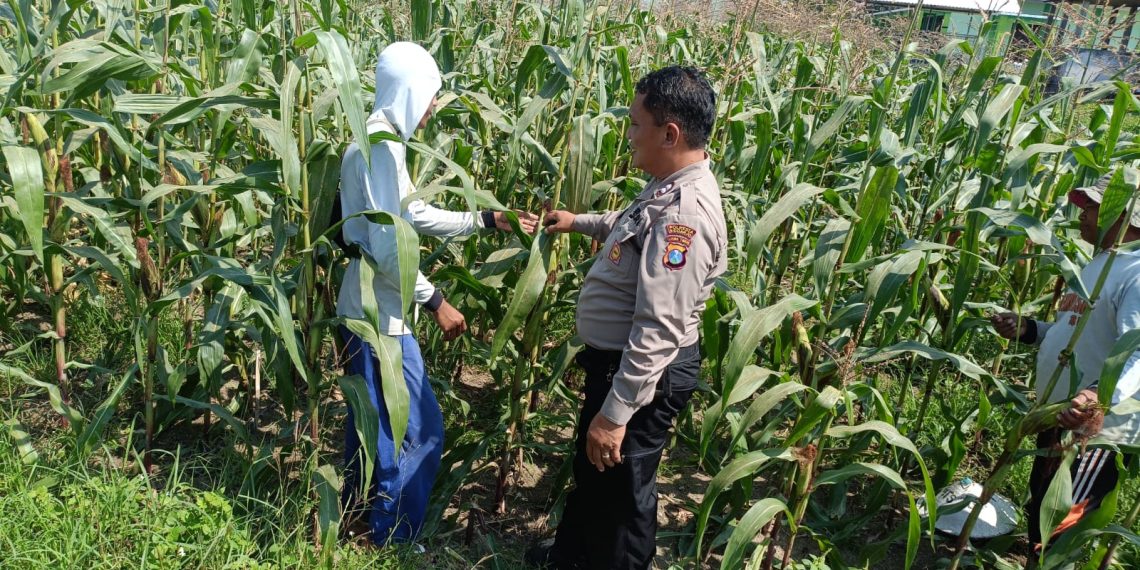Dukung Ketahanan Pangan, Polsek Sidoarjo Kota Dampingi Petani Rawat Jagung