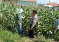 Dukung Ketahanan Pangan, Polsek Sidoarjo Kota Dampingi Petani Rawat Jagung