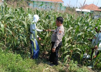Dukung Ketahanan Pangan, Polsek Sidoarjo Kota Dampingi Petani Rawat Jagung
