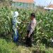 Dukung Ketahanan Pangan, Polsek Sidoarjo Kota Dampingi Petani Rawat Jagung