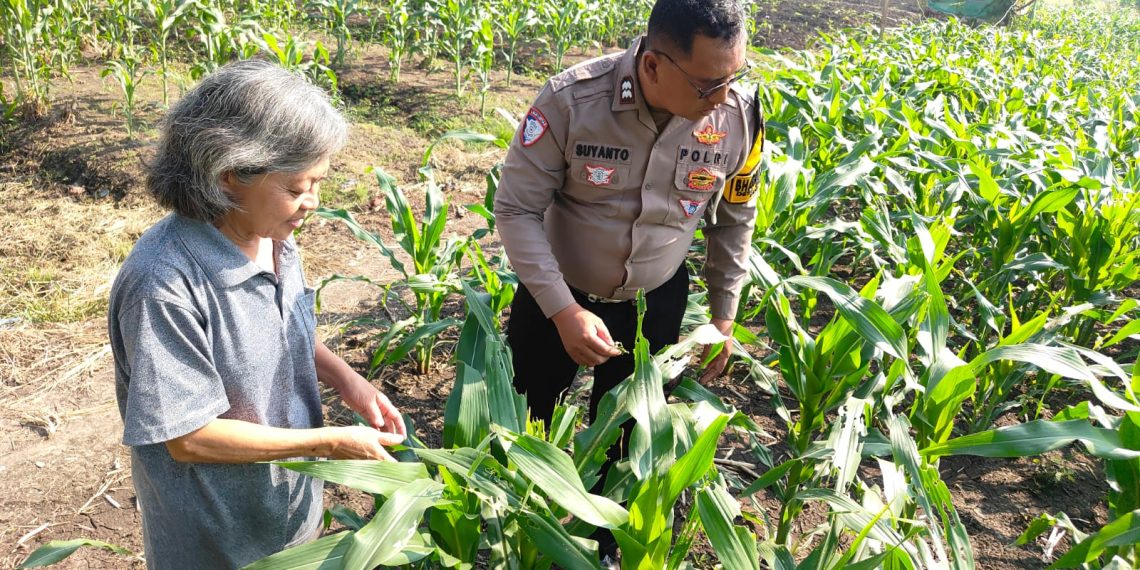 Polsek Taman Masifkan Patroli Ketahanan Pangan, Motivasi Petani Jagung