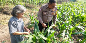 Polsek Taman Masifkan Patroli Ketahanan Pangan, Motivasi Petani Jagung