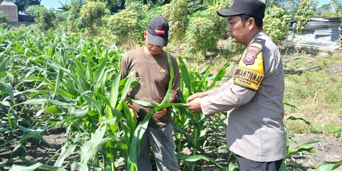 Bhabinkamtibmas Polsek Taman Patroli Lahan Jagung, Perkuat Dukungan Ketahanan Pangan
