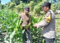 Bhabinkamtibmas Polsek Taman Patroli Lahan Jagung, Perkuat Dukungan Ketahanan Pangan