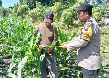 Bhabinkamtibmas Polsek Taman Patroli Lahan Jagung, Perkuat Dukungan Ketahanan Pangan