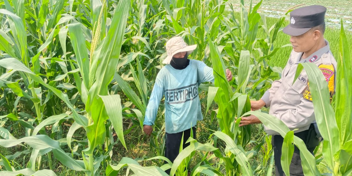 Polsek Tarik Dampingi Petani Jagung di Desa Kedungbocok, untuk Sukseskan Ketahanan Pangan