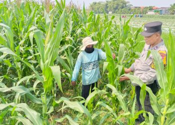 Polsek Tarik Dampingi Petani Jagung di Desa Kedungbocok, untuk Sukseskan Ketahanan Pangan