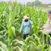 Polsek Tarik Dampingi Petani Jagung di Desa Kedungbocok, untuk Sukseskan Ketahanan Pangan