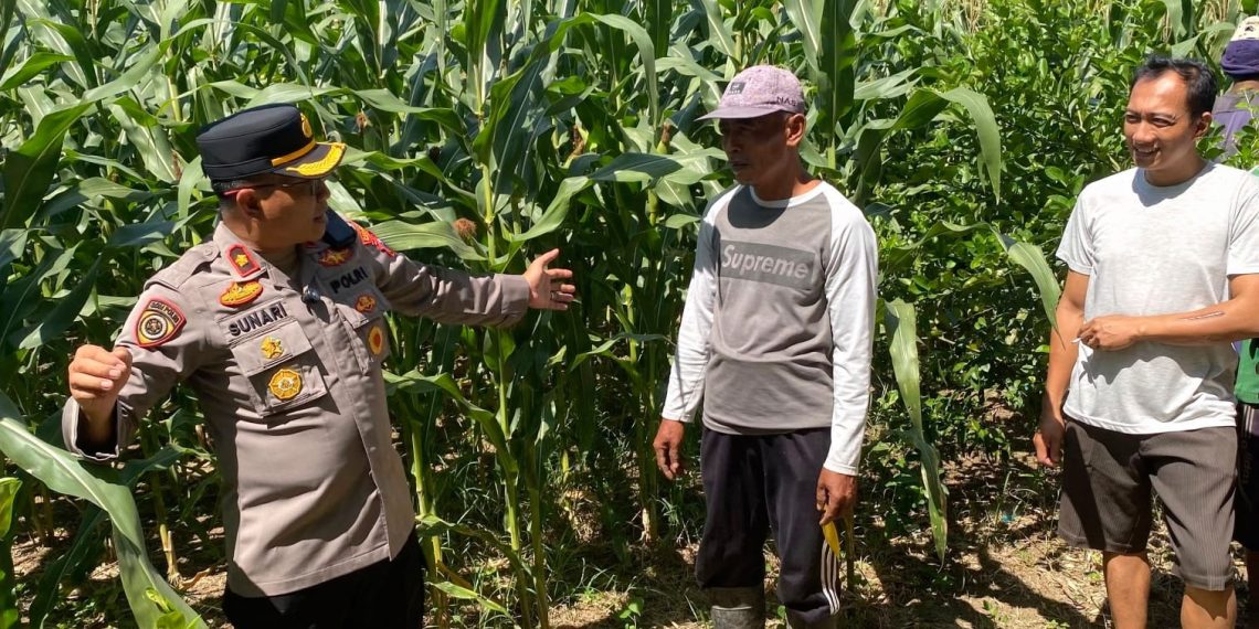 Dukung Swasembada Pangan, Kapolsek Balongbendo Cek Lahan Jagung Hibrida Siap Panen