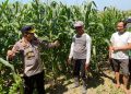 Dukung Swasembada Pangan, Kapolsek Balongbendo Cek Lahan Jagung Hibrida Siap Panen