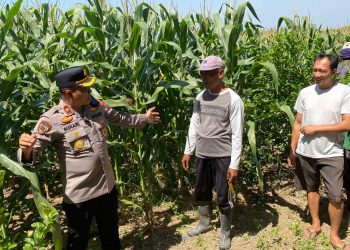 Dukung Swasembada Pangan, Kapolsek Balongbendo Cek Lahan Jagung Hibrida Siap Panen
