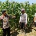 Dukung Swasembada Pangan, Kapolsek Balongbendo Cek Lahan Jagung Hibrida Siap Panen
