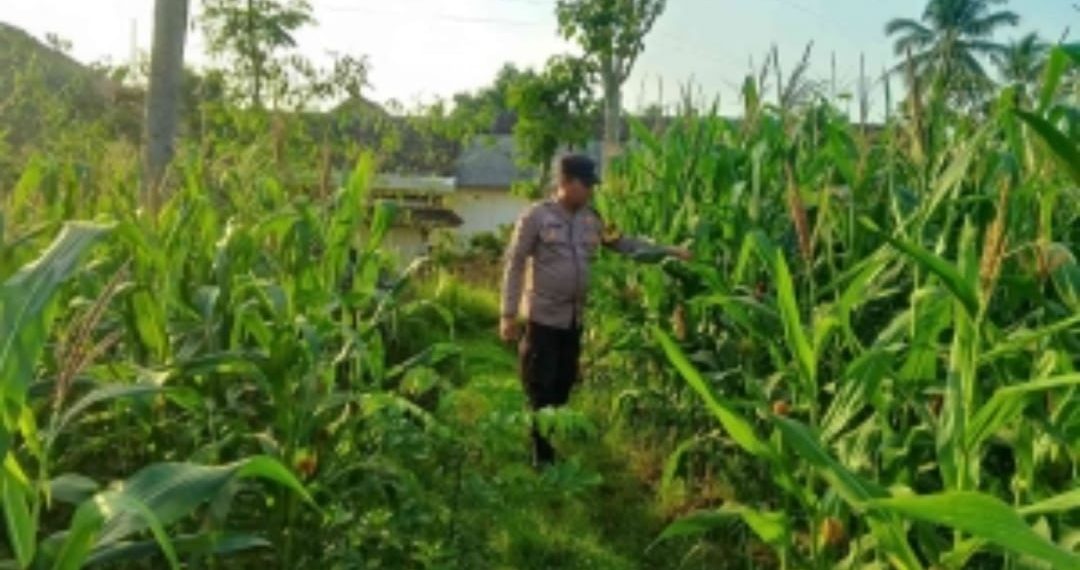 Wujudkan Swasembada Pangan, Polsek Sidoarjo Kota Dampingi Petani Jagung