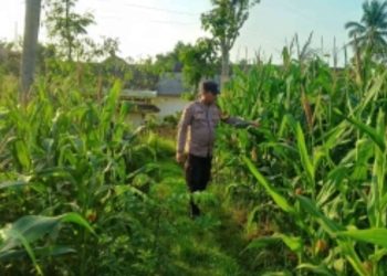 Wujudkan Swasembada Pangan, Polsek Sidoarjo Kota Dampingi Petani Jagung