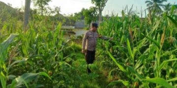 Wujudkan Swasembada Pangan, Polsek Sidoarjo Kota Dampingi Petani Jagung