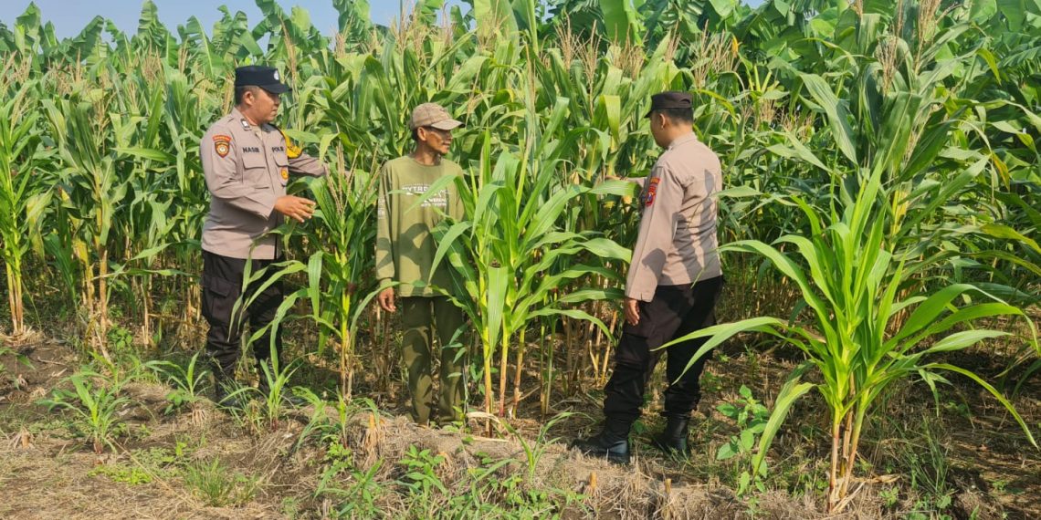 Polsek Candi Dampingi Petani Pantau Pertumbuhan Jagung Dukung Ketahanan Pangan