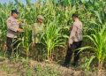 Polsek Candi Dampingi Petani Pantau Pertumbuhan Jagung Dukung Ketahanan Pangan