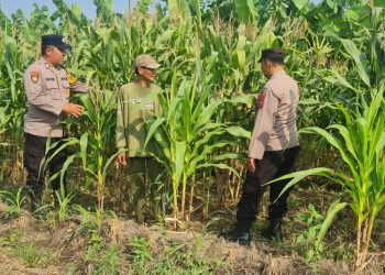 Polsek Candi Dampingi Petani Pantau Pertumbuhan Jagung Dukung Ketahanan Pangan