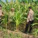 Polsek Candi Dampingi Petani Pantau Pertumbuhan Jagung Dukung Ketahanan Pangan