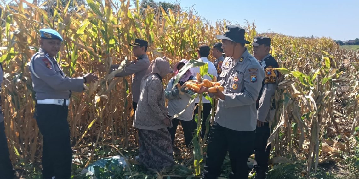 Polresta Sidoarjo Dorong Swasembada Pangan, Berhasil Panen Raya Jagung Hibrida di Porong