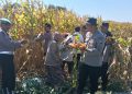 Polresta Sidoarjo Dorong Swasembada Pangan, Berhasil Panen Raya Jagung Hibrida di Porong