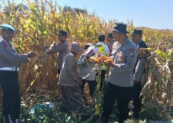 Polresta Sidoarjo Dorong Swasembada Pangan, Berhasil Panen Raya Jagung Hibrida di Porong