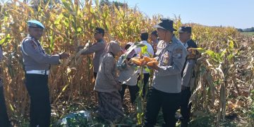 Polresta Sidoarjo Dorong Swasembada Pangan, Berhasil Panen Raya Jagung Hibrida di Porong
