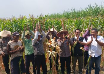 Polisi, Perangkat Desa dan Petani Kompak Sukseskan Ketahanan Pangan di Balongbendo
