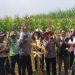 Polisi, Perangkat Desa dan Petani Kompak Sukseskan Ketahanan Pangan di Balongbendo