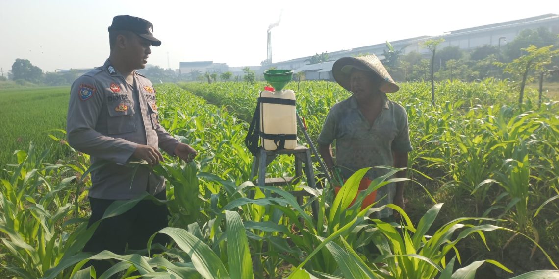 Polsek Wonoayu Pantau Lahan Jagung Desa Popoh Dukung Swasembada Pangan