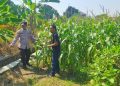 Polsek Prambon Pantau Tanaman Jagung Dukung Program Ketahanan Pangan
