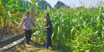 Polsek Prambon Pantau Tanaman Jagung Dukung Program Ketahanan Pangan