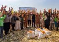 Panen Jagung Kuartal III di Kecamatan Balongbendo