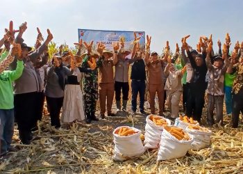 Panen Jagung Kuartal III di Kecamatan Balongbendo