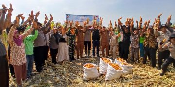 Panen Jagung Kuartal III di Kecamatan Balongbendo