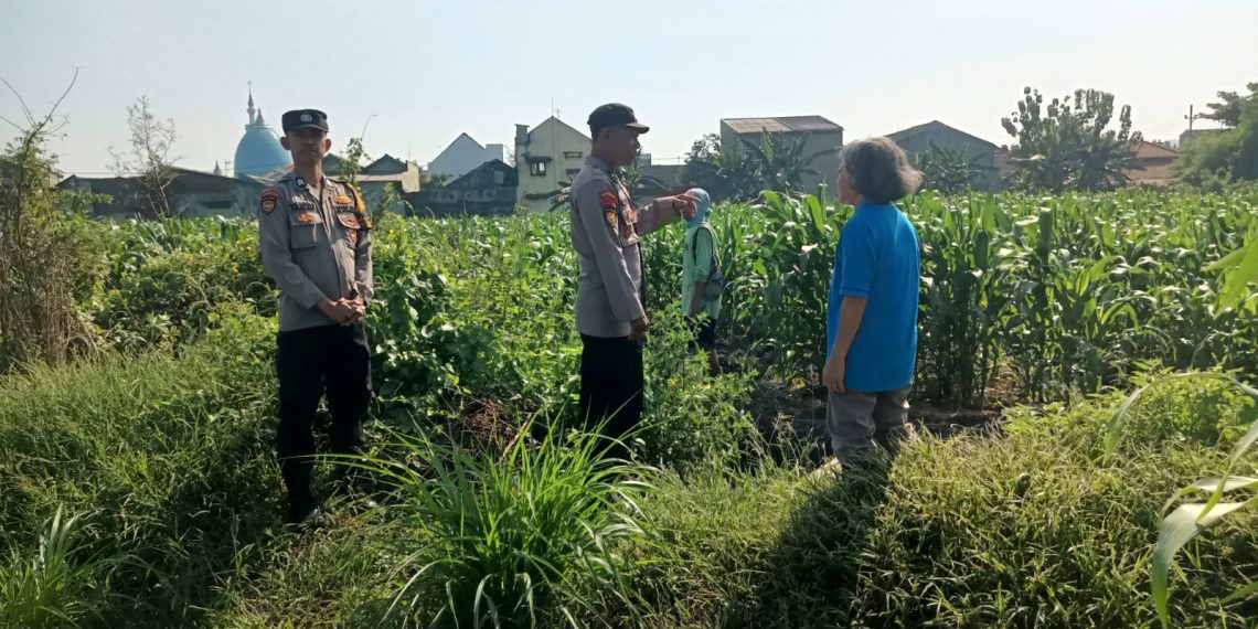 Bhabinkamtibmas Polsek Taman Masifkan Penyuluhan Ketahanan Pangan, Dukung Swasembada Jagung