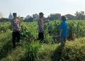 Bhabinkamtibmas Polsek Taman Masifkan Penyuluhan Ketahanan Pangan, Dukung Swasembada Jagung