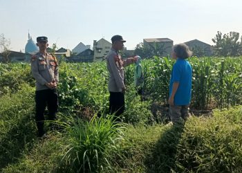 Bhabinkamtibmas Polsek Taman Masifkan Penyuluhan Ketahanan Pangan, Dukung Swasembada Jagung