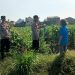 Bhabinkamtibmas Polsek Taman Masifkan Penyuluhan Ketahanan Pangan, Dukung Swasembada Jagung