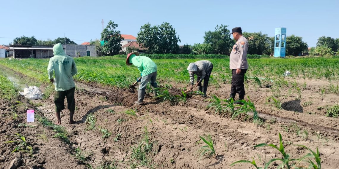 Polsek Prambon Masifkan Pendampingan Petani, Optimalkan Lahan Jagung Dukung Ketahanan Pangan