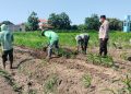 Polsek Prambon Masifkan Pendampingan Petani, Optimalkan Lahan Jagung Dukung Ketahanan Pangan