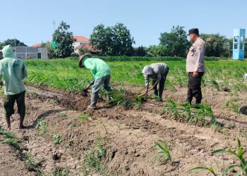 Polsek Prambon Masifkan Pendampingan Petani, Optimalkan Lahan Jagung Dukung Ketahanan Pangan