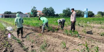 Polsek Prambon Masifkan Pendampingan Petani, Optimalkan Lahan Jagung Dukung Ketahanan Pangan