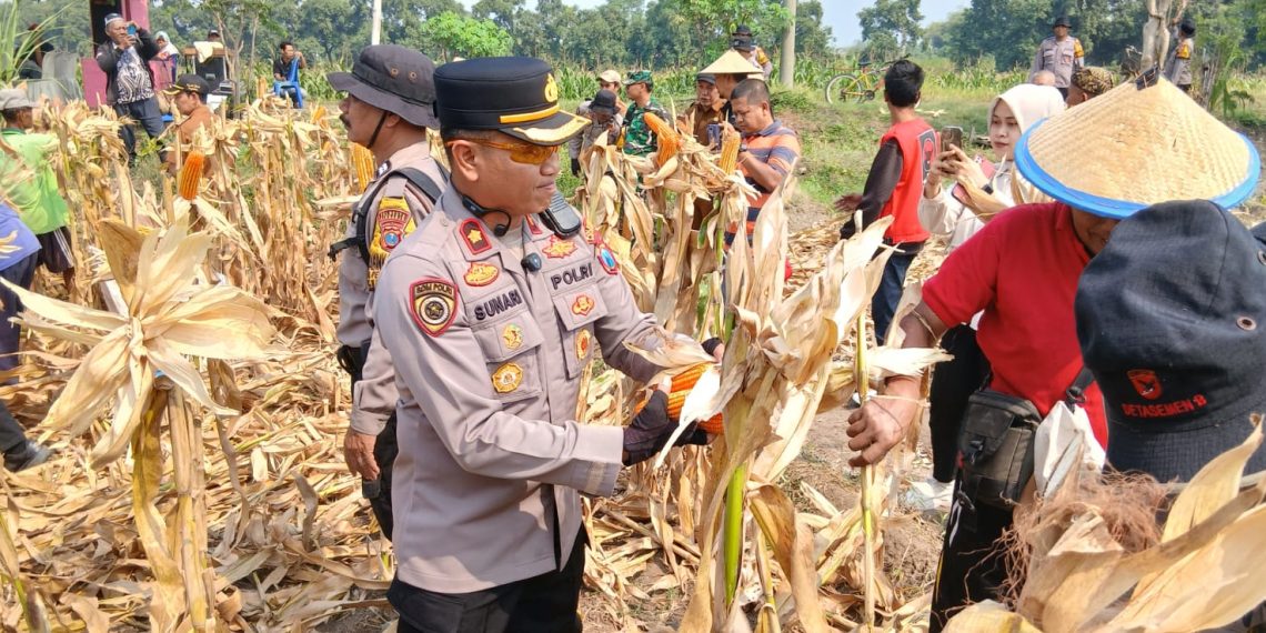 Panen Raya Jagung Kuartal III di Balongbendo
