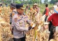 Panen Raya Jagung Kuartal III di Balongbendo